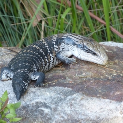 Tiliqua scincoides scincoides (Eastern Blue-tongue) at Woollamia, NSW - 11 Oct 2012 by christinemrigg