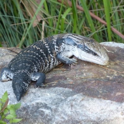 Tiliqua scincoides scincoides (Eastern Blue-tongue) at Woollamia, NSW - 12 Oct 2012 by christinemrigg