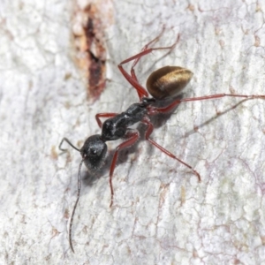 Camponotus suffusus at Acton, ACT - 30 May 2019