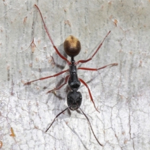 Camponotus suffusus at Acton, ACT - 30 May 2019