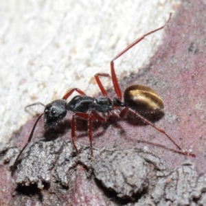 Camponotus suffusus at Acton, ACT - 30 May 2019