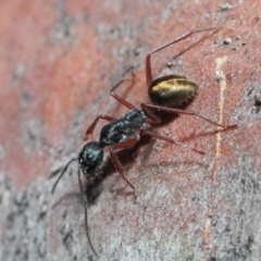 Camponotus suffusus at Acton, ACT - 30 May 2019