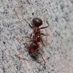 Notoncus gilberti (Smooth Epaulet Ant) at Acton, ACT - 30 May 2019 by TimL