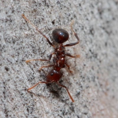 Notoncus gilberti (Smooth Epaulet Ant) at ANBG - 30 May 2019 by TimL