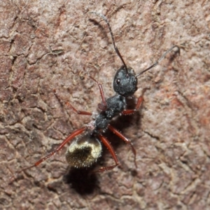 Camponotus suffusus at Acton, ACT - 30 May 2019 01:12 PM