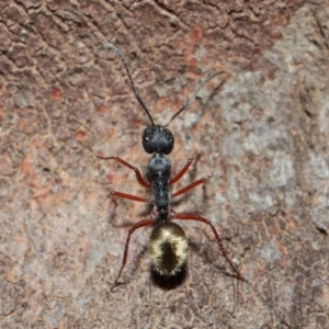 Camponotus suffusus at Acton, ACT - 30 May 2019 01:12 PM