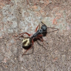 Camponotus suffusus at Acton, ACT - 30 May 2019 01:12 PM