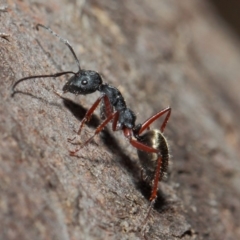 Camponotus suffusus (Golden-tailed sugar ant) at Acton, ACT - 30 May 2019 by TimL