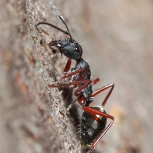 Camponotus suffusus at Acton, ACT - 30 May 2019