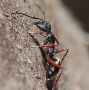 Camponotus suffusus at Acton, ACT - 30 May 2019 01:13 PM