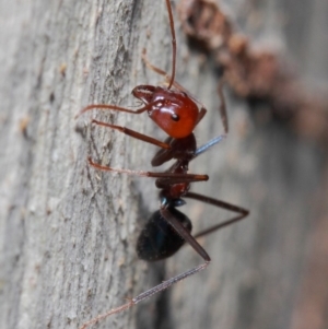 Iridomyrmex purpureus at Acton, ACT - 30 May 2019