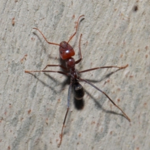 Iridomyrmex purpureus at Acton, ACT - 30 May 2019