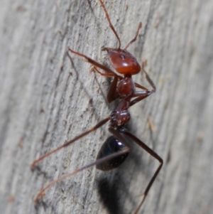 Iridomyrmex purpureus at Acton, ACT - 30 May 2019