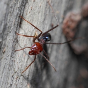 Iridomyrmex purpureus at Acton, ACT - 30 May 2019