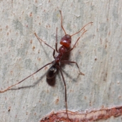 Iridomyrmex purpureus at Acton, ACT - 30 May 2019