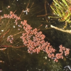 Halotydeus destructor (Redlegged earth mite) at Illilanga & Baroona - 30 Jul 2016 by Illilanga