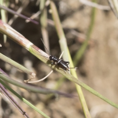 Teleogryllus commodus (Black Field Cricket) at Michelago, NSW - 3 Dec 2018 by Illilanga