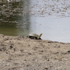 Chelodina longicollis (Eastern Long-necked Turtle) at Michelago, NSW - 31 Dec 2018 by Illilanga