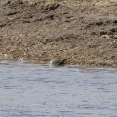 Chelodina longicollis at Illilanga & Baroona - 31 Dec 2018