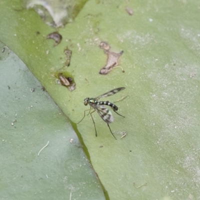 Heteropsilopus ingenuus (A long-legged fly) at Michelago, NSW - 3 Jan 2019 by Illilanga