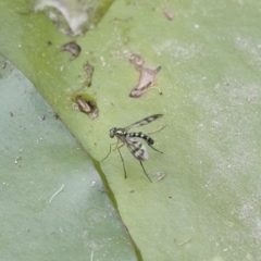 Austrosciapus connexus (Green long-legged fly) at Michelago, NSW - 3 Jan 2019 by Illilanga
