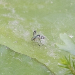 Heteropsilopus ingenuus at Illilanga & Baroona - 3 Jan 2019 03:47 PM