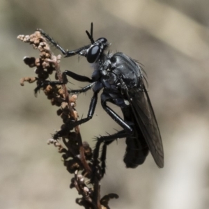 Apothechyla sp. (genus) at Michelago, NSW - 7 Dec 2018