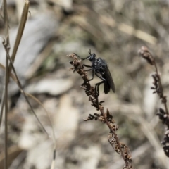 Apothechyla sp. (genus) at Michelago, NSW - 7 Dec 2018