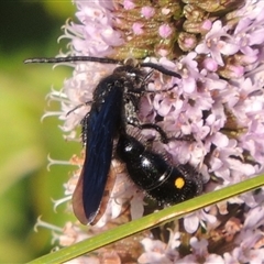 Australelis anthracina (Flower wasp) at Gordon, ACT - 27 Mar 2019 by MichaelBedingfield