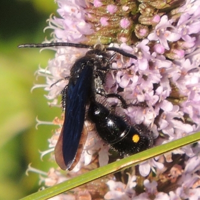 Laeviscolia frontalis (Two-spot hairy flower wasp) at Tuggeranong DC, ACT - 27 Mar 2019 by michaelb