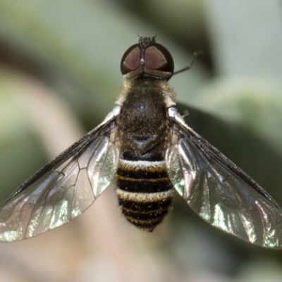 Villa sp. (genus) (Unidentified Villa bee fly) at Illilanga & Baroona - 18 Nov 2018 by Illilanga