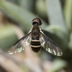 Villa sp. (genus) at Michelago, NSW - 18 Nov 2018