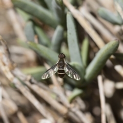 Villa sp. (genus) at Michelago, NSW - 18 Nov 2018