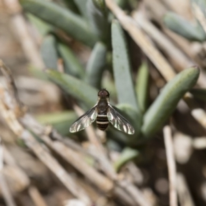 Villa sp. (genus) at Michelago, NSW - 18 Nov 2018