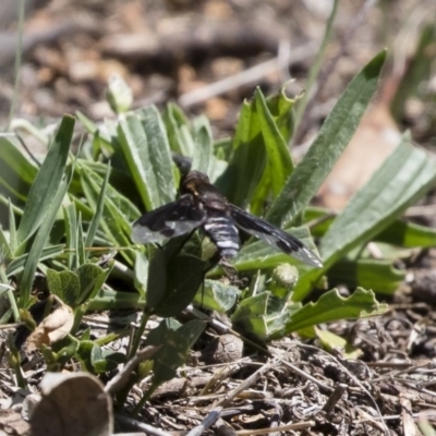 Balaana sp. (genus) (Bee Fly) at Illilanga & Baroona - 11 Jan 2019 by Illilanga