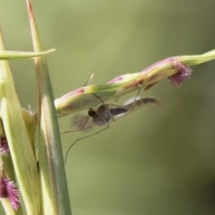 Chironomidae (family) (Non-biting Midge) at Michelago, NSW - 11 Jan 2019 by Illilanga