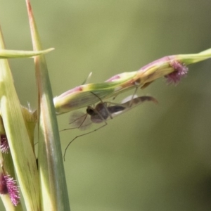 Chironomidae (family) at Michelago, NSW - 12 Jan 2019