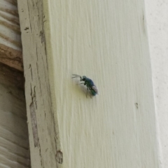 Chrysididae (family) (Cuckoo wasp or Emerald wasp) at Illilanga & Baroona - 29 Dec 2018 by Illilanga