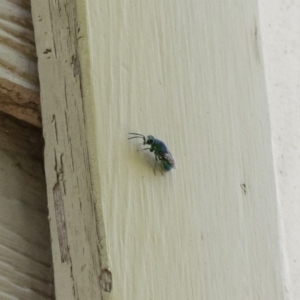 Chrysididae (family) at Michelago, NSW - 29 Dec 2018