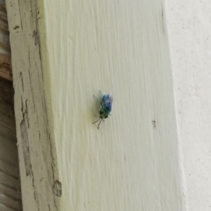 Chrysididae (family) at Michelago, NSW - 29 Dec 2018 01:08 PM