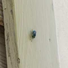 Chrysididae (family) at Michelago, NSW - 29 Dec 2018