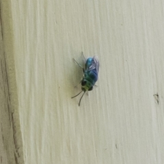 Chrysididae (family) at Michelago, NSW - 29 Dec 2018 01:08 PM