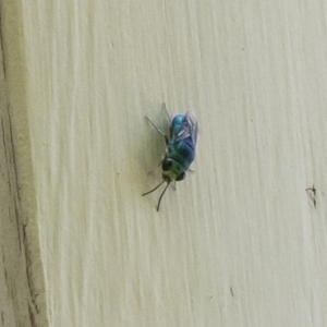 Chrysididae (family) at Michelago, NSW - 29 Dec 2018