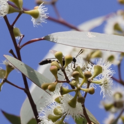 Miltinus sp. (genus) (Miltinus mydas fly) at Michelago, NSW - 20 Dec 2018 by Illilanga