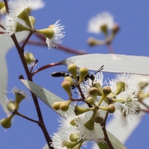 Miltinus sp. (genus) at Michelago, NSW - 20 Dec 2018