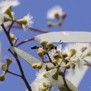 Miltinus sp. (genus) at Michelago, NSW - 20 Dec 2018