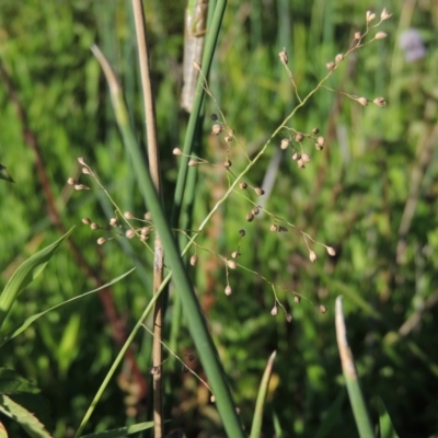 Isachne globosa (Swamp Millet) at Point Hut to Tharwa - 27 Mar 2019 by michaelb