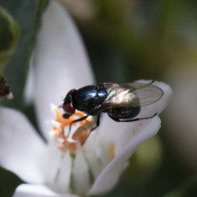 Melanina sp. (genus) (Lauxaniid fly) at Illilanga & Baroona - 18 Nov 2018 by Illilanga