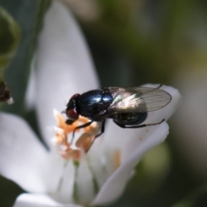 Melanina sp. (genus) at Michelago, NSW - 18 Nov 2018