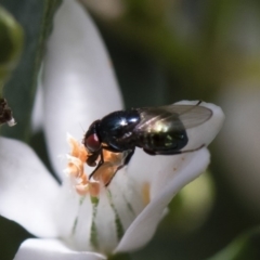 Melanina sp. (genus) at Michelago, NSW - 18 Nov 2018